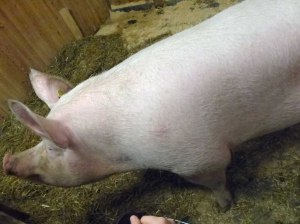 Tiere im Stall: Eine RIESEN-Sau-erei (ungelogen war das Schwein über 150m lang!!) ...