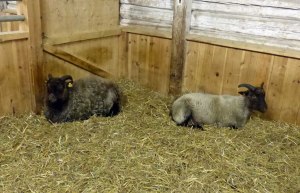 ... Ziegen (hab leider keinen Geitost (=Karamelisierter Ziegenkäse) gesehen) ...