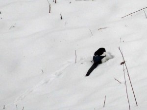 und ne Dohle die sich Futter unterm Schnee sucht.