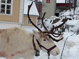 Rudolph the Rednosed Reindeer? (Nur ohne Rote Nase) :-)