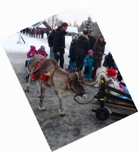 Und nicht alleine, lauter Rudolphs sind hier am Schlitten ziehen