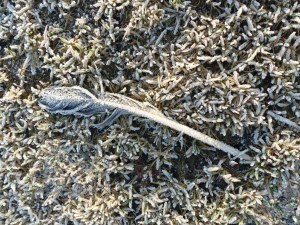 Da friert jetzt eine Möwe...