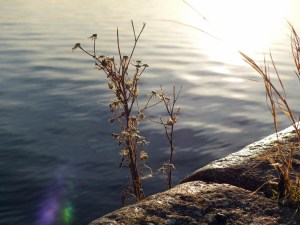 Überbleibsel vom Herbst.