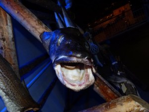 ... Daher der Name "Stockfisch".