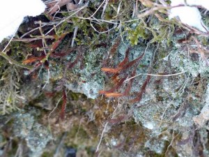 Versteckte Moose und Flechten