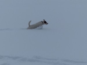 Den Tennisball haben die beiden nicht mehr gefunden ...
