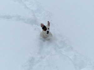 ... aber sie hatten ihren Spaß im Schnee! :-)