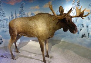 ... Elch im Holmenkollenmuseum.