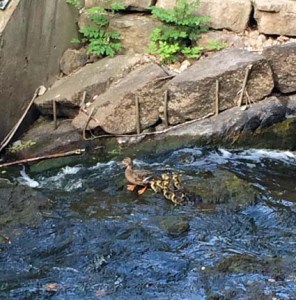 ... aber nach einer Einfangaktion zu dritt und dem Transport im Karton konnten wir sie unversehrt dort freilassen! :-) Gute Tat - Check!