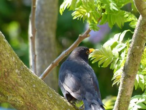 Amsel im Essigbaum