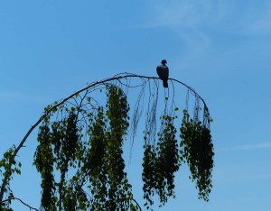 bei meinen Eltern im Garten auf einer Betula Pendula (Hænge-/Trauerbirke)