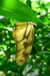 Botanischer Garten - Tropenhaus