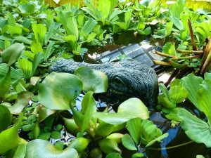 Botan. Garten - Tropenhaus