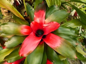 Botanischer Garten - Tropenhaus