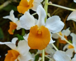 Orchideenbluete im Bot. Garten